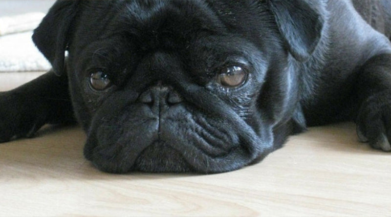 "Zwarte hond die op de grond ligt"