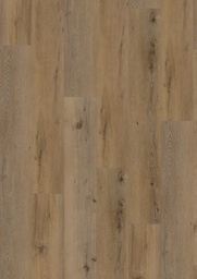 [17095-D] Ambassador Dryback (Texas 025)